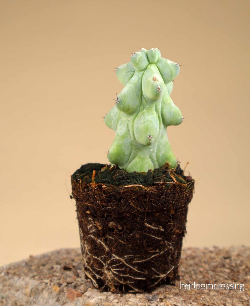 Myrtillocactus geometrizans cv. Fukurokuryuzinboku 'Tuttkaktus'