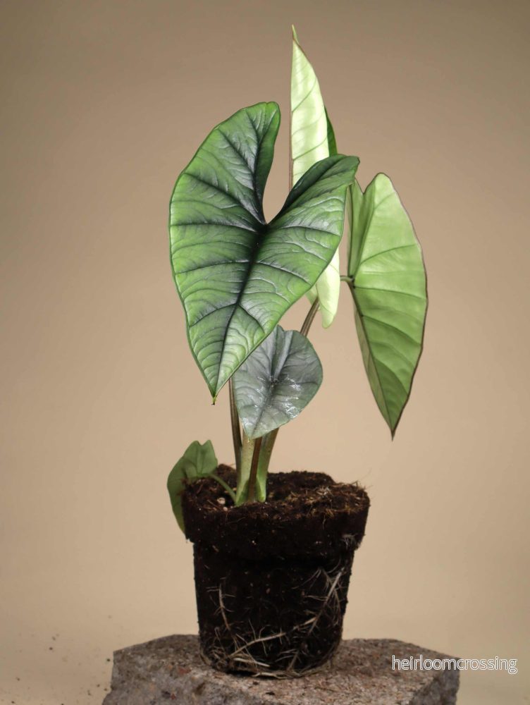Alocasia bisma ’Silver’ Alocasia bisma ’Silver’