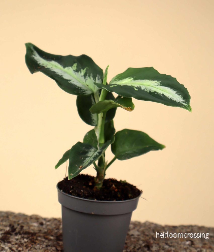 Aglaonema pictum 'Bicolor' - Bild 3