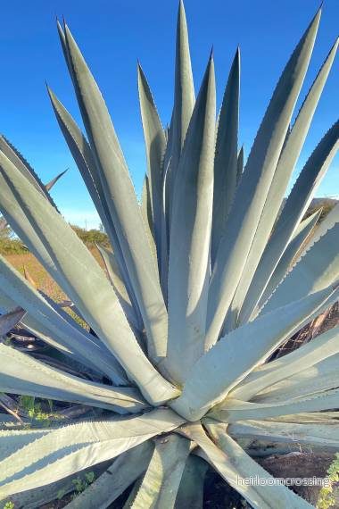 Blå agave (Agave americana ”Toliman Blue”) | frön, 10 st. Blå agave (Agave americana ”Toliman Blue”) | frön, 10 st.
