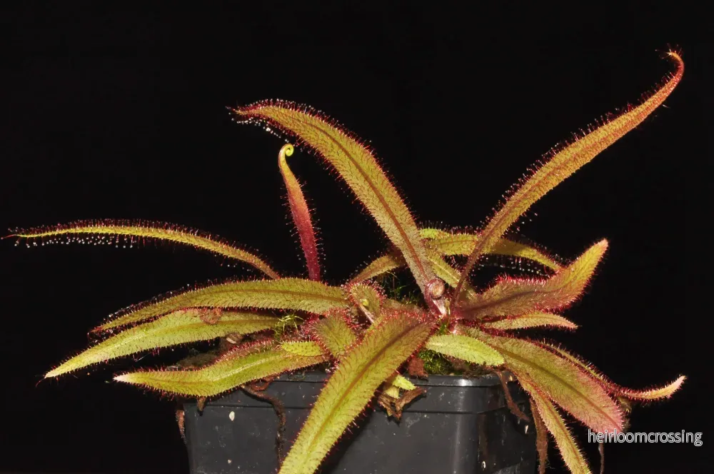 Queensland Sundew (Drosera adelae) Queensland Sundew (Drosera adelae)