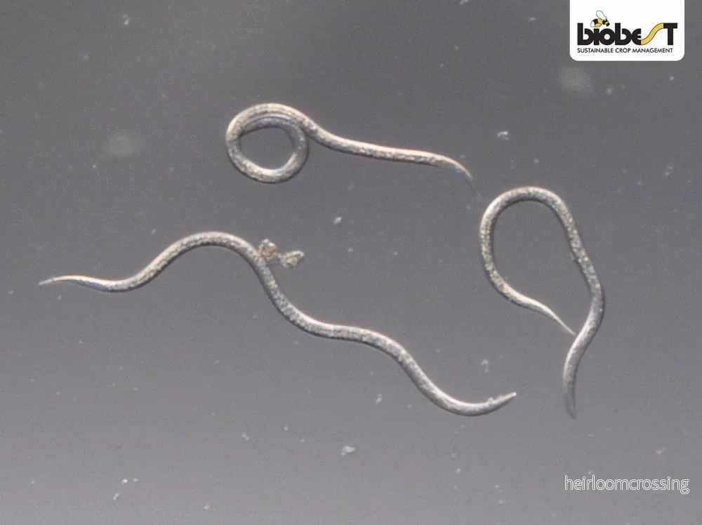 Nematoder | mot vivlar - Bild 2