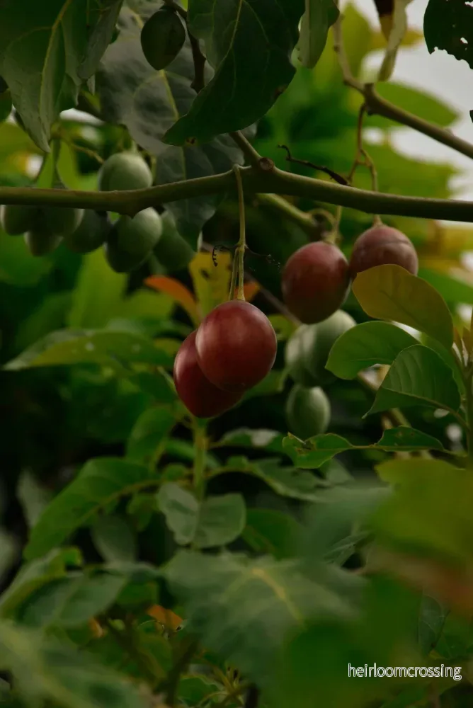 Tamarillo ’Solanum betaceum’ ätbar Tamarillo ’Solanum betaceum’ ätbar