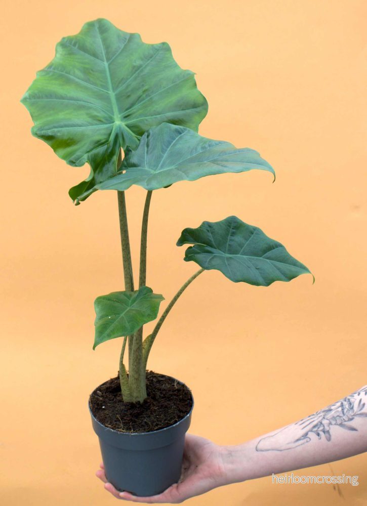 Alocasia ’low rider’ (Alocasia odora x Alocasia portei) Alocasia ’low rider’ (Alocasia odora x Alocasia portei)