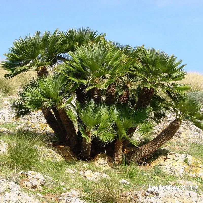Solfjäderpalm (Chamaerops humilis) | frön, 10 st.