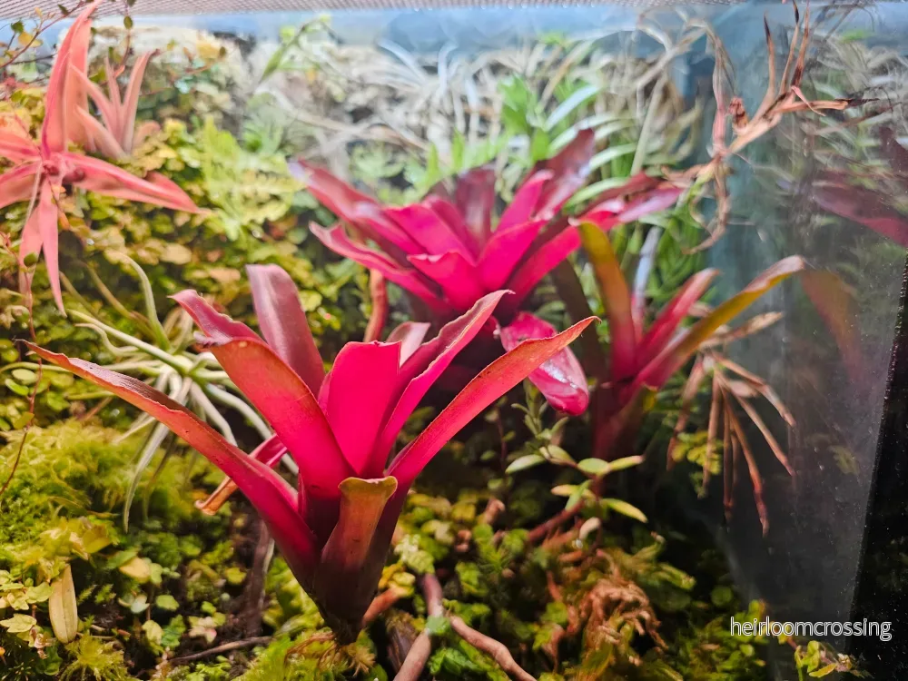 Bromelia (Bromelia sp.)