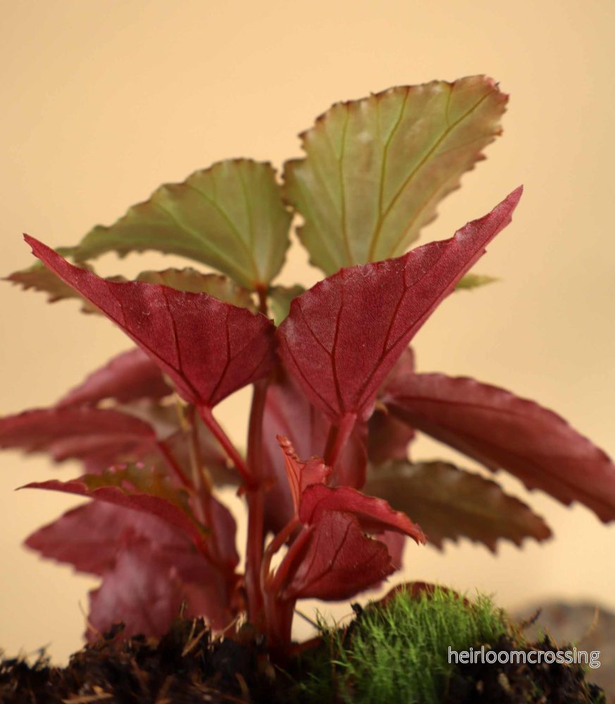 Begonia sp. Julau (type 1) - Bild 2