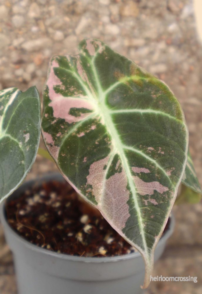 Alocasia 'Black Velvet' Pink Variegata - Bild 3