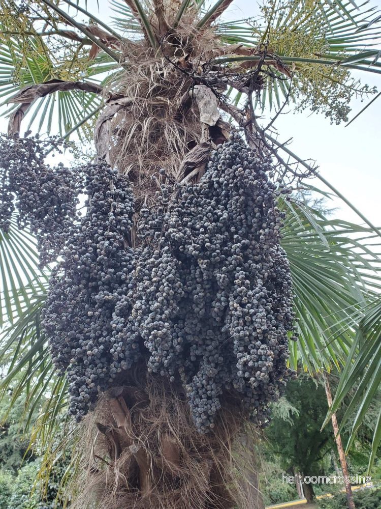 Trachycarpus fortunei - Bild 3