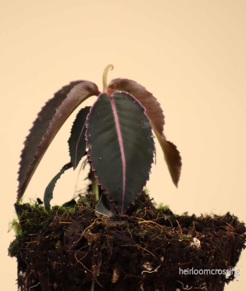 Labisia pumila - Bild 2