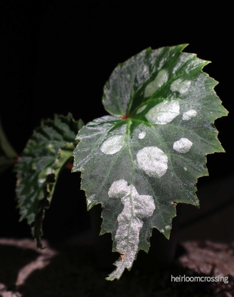 Begonia sp. Mantuk Begonia sp. Mantuk