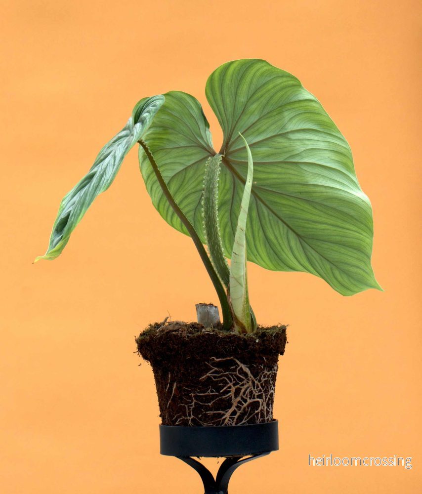 Philodendron plowmanii - Bild 2