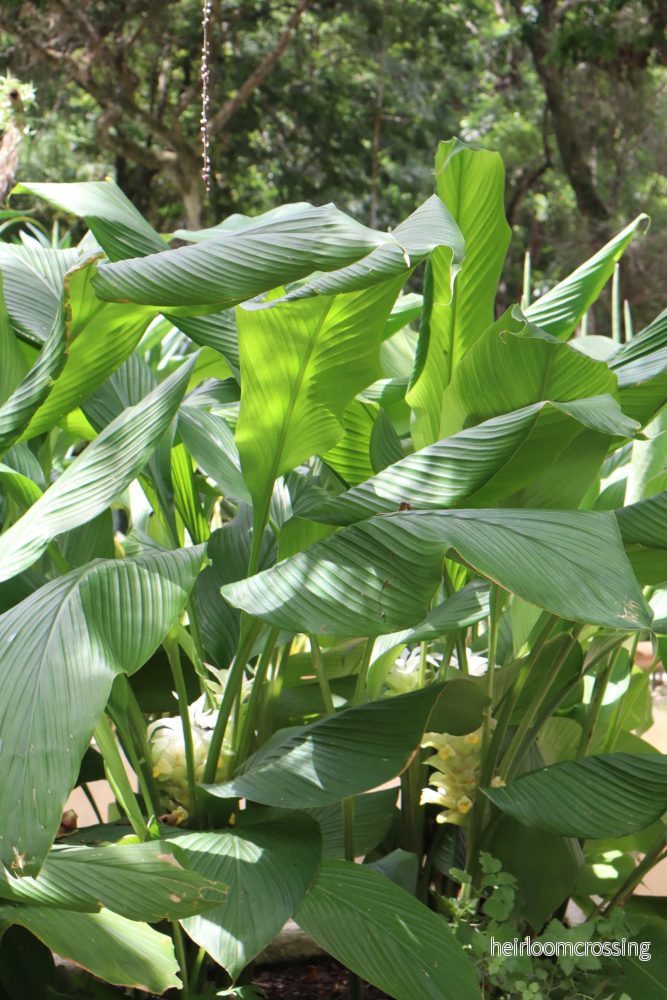 Curcuma longa (Gurkmeja) - Bild 3