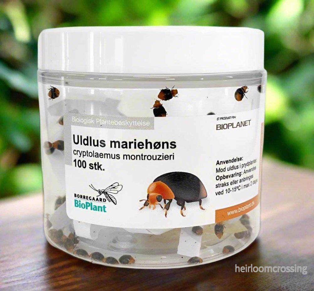 Cryptolaemus Nyckelpigor | Mot Ullöss - Bild 3