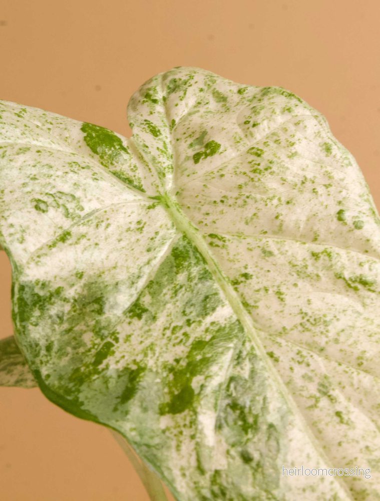 Alocasia macrorrhizos 'splash variegata' - Bild 2