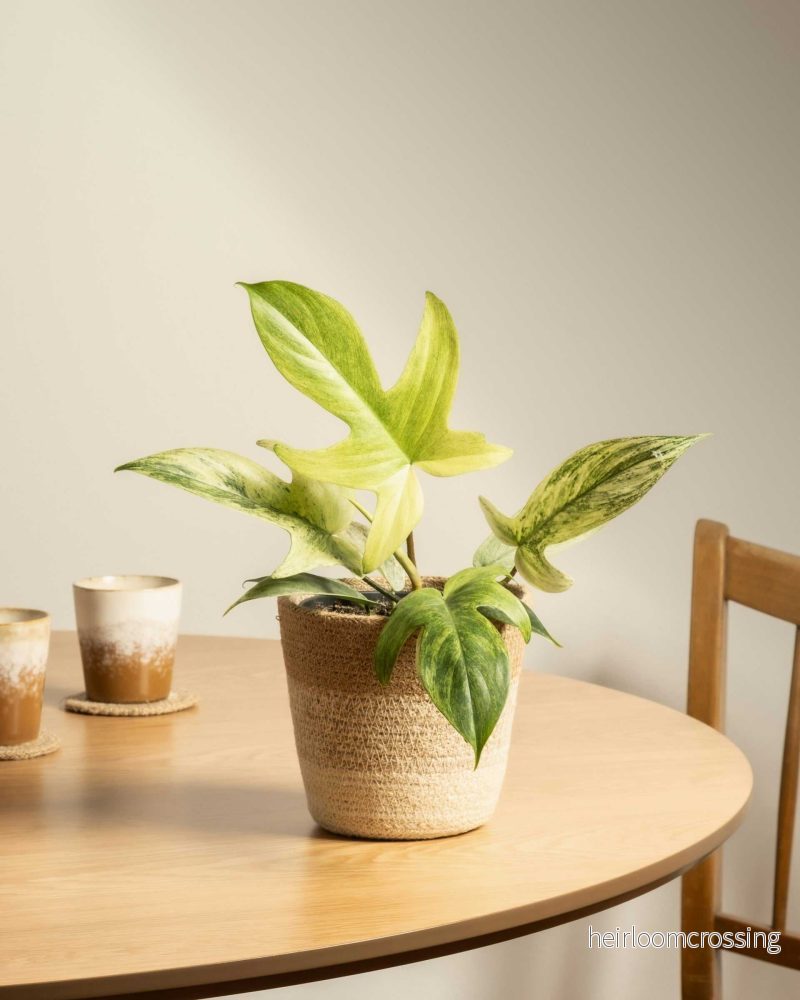 Philodendron ’Florida Ghost’ Philodendron ’Florida Ghost’