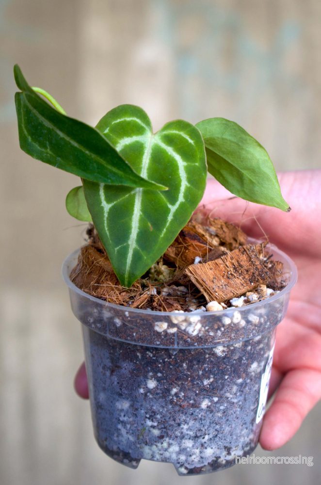 Anthurium Papillilaminum X Magnificum X Crystallinum