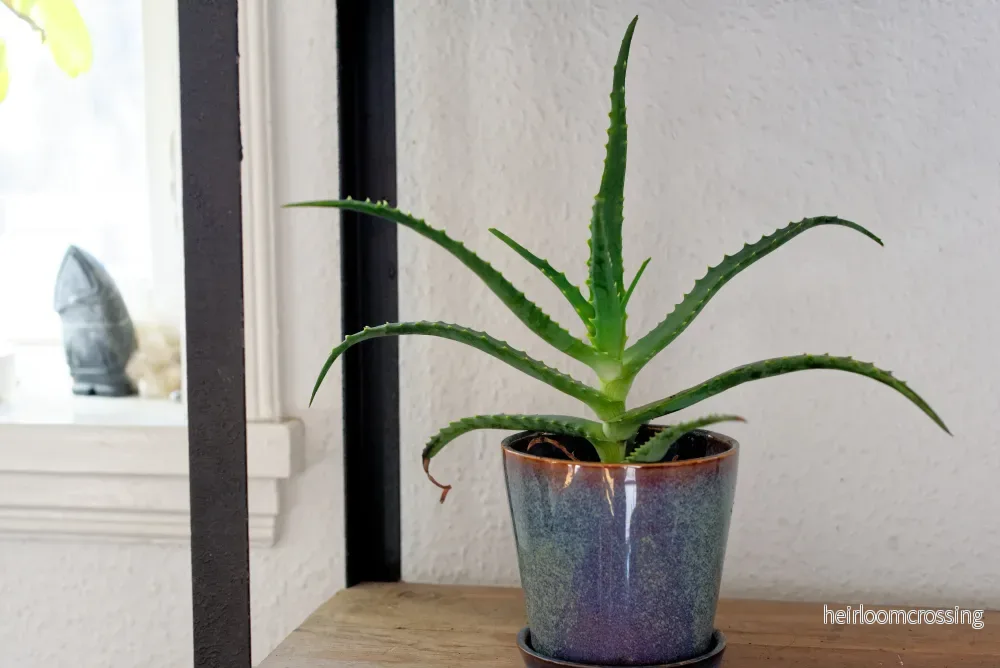 Grenad Aloe (Aloe arborescens) | plantera - Bild 3