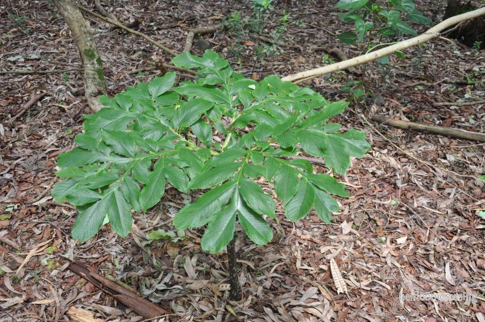Amorphophallus paeoniifolius | Knölkalla - Bild 2