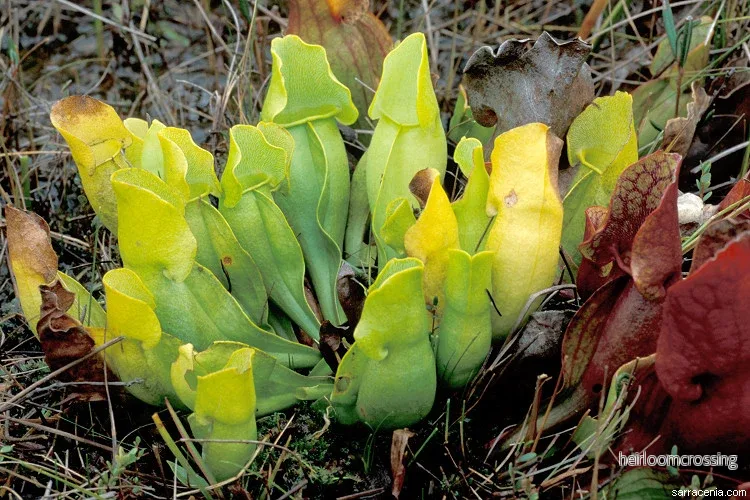 Flugtrumpet (Sarracenia purpurea heterophylla) | frön, 20 st.