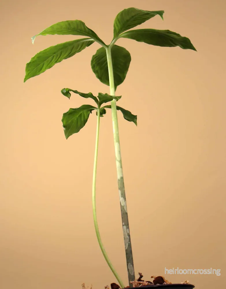 Amorphophallus paeoniifolius | Knölkalla - Bild 3