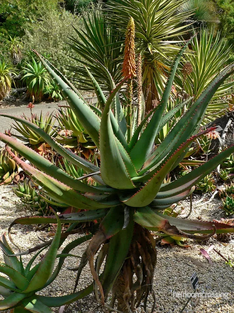 Afrikansk Aloe (Aloe africana) | frön, 20 st. Afrikansk Aloe (Aloe africana) | frön, 20 st.