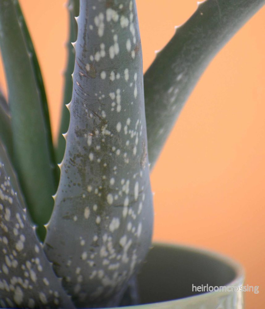 Aloe vera (Äkta aloe) - Bild 2