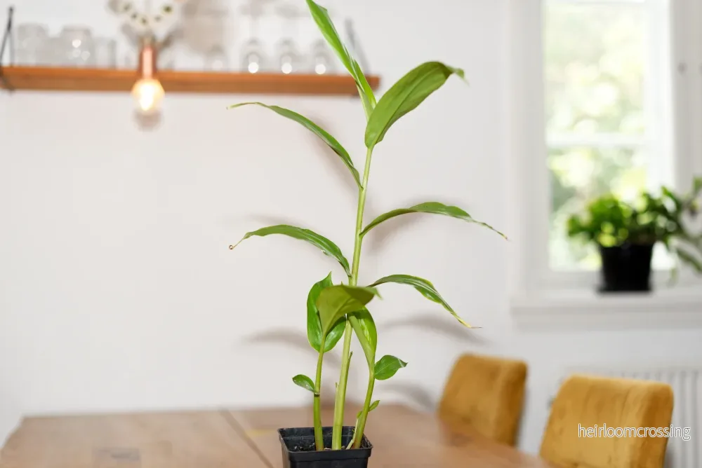 Kardemumma (Elettaria cardamomum) | växt - Bild 2