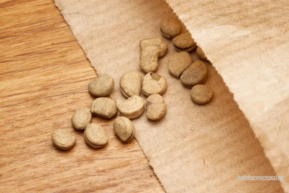 Ginseng (Panax ginseng) | frön, 10 st. - Bild 2
