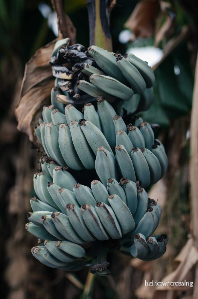 Bananplanta 'Blue Java' | Ätbar