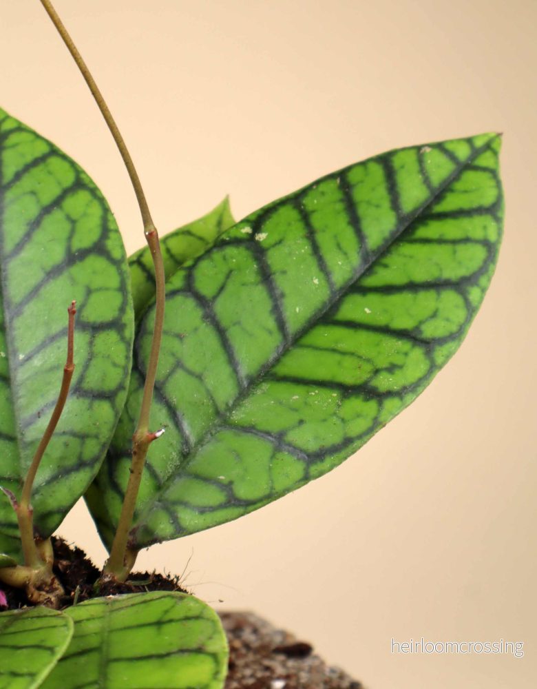 Hoya callistophylla - Bild 3