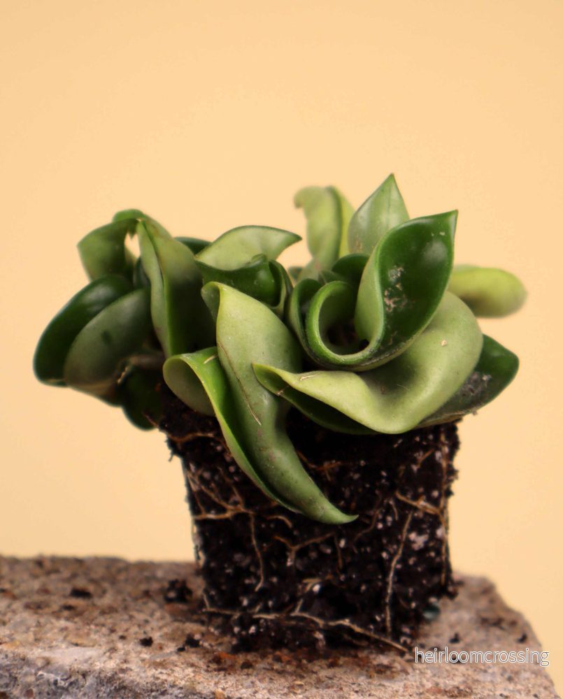 Hoya carnosa 'compacta' - Bild 3