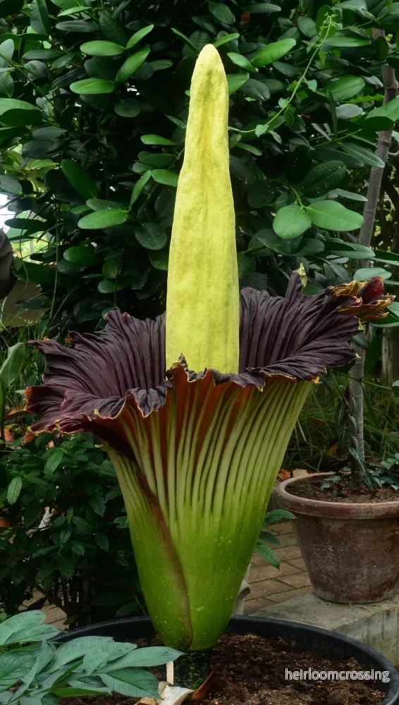 Likblomma (Amorphophallus titanum) | plantera Likblomma (Amorphophallus titanum) | plantera