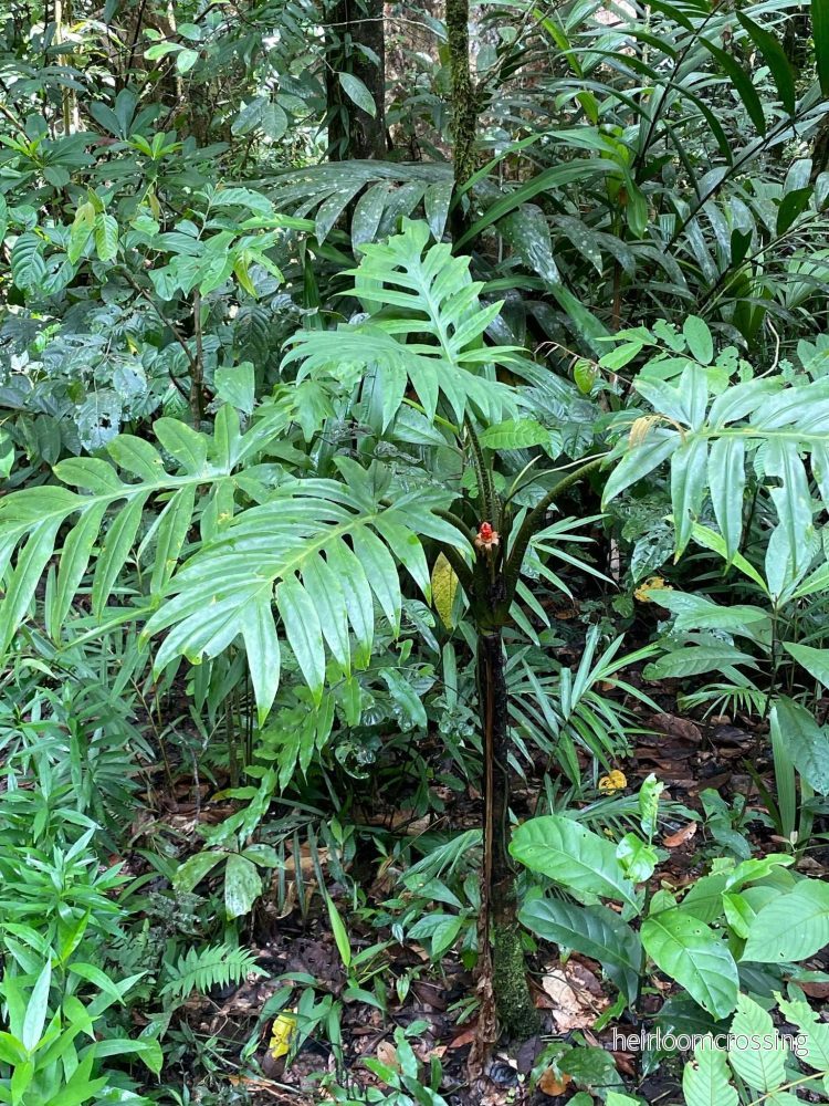 Alocasia Brancifolia Alocasia Brancifolia