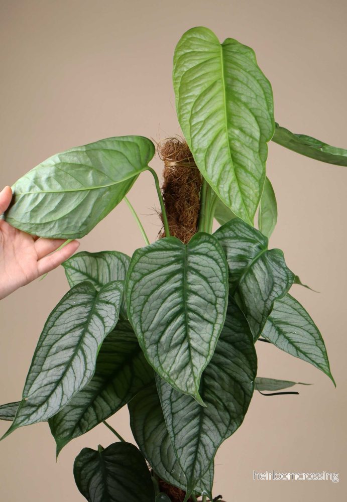 Monstera siltepecana 'El salvador' - Bild 2