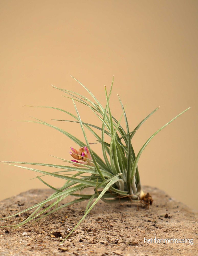 Tillandsia 'cotton candy' - Bild 2
