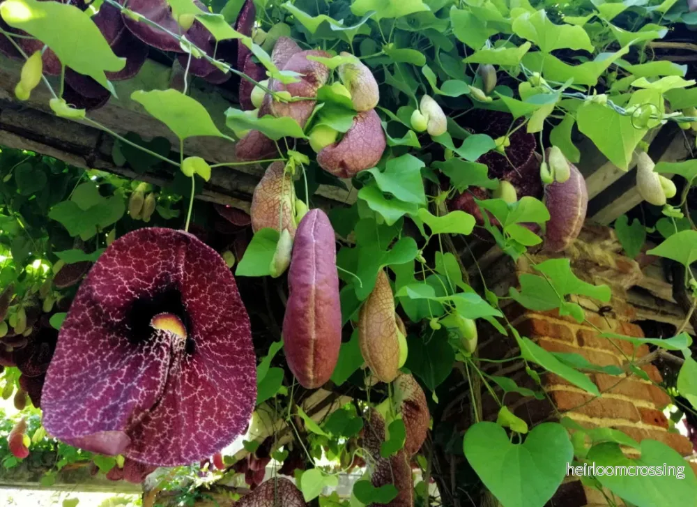 Jätteväxt tobakspipa (Aristolochia gigantea) | frön, 10 st. - Bild 3