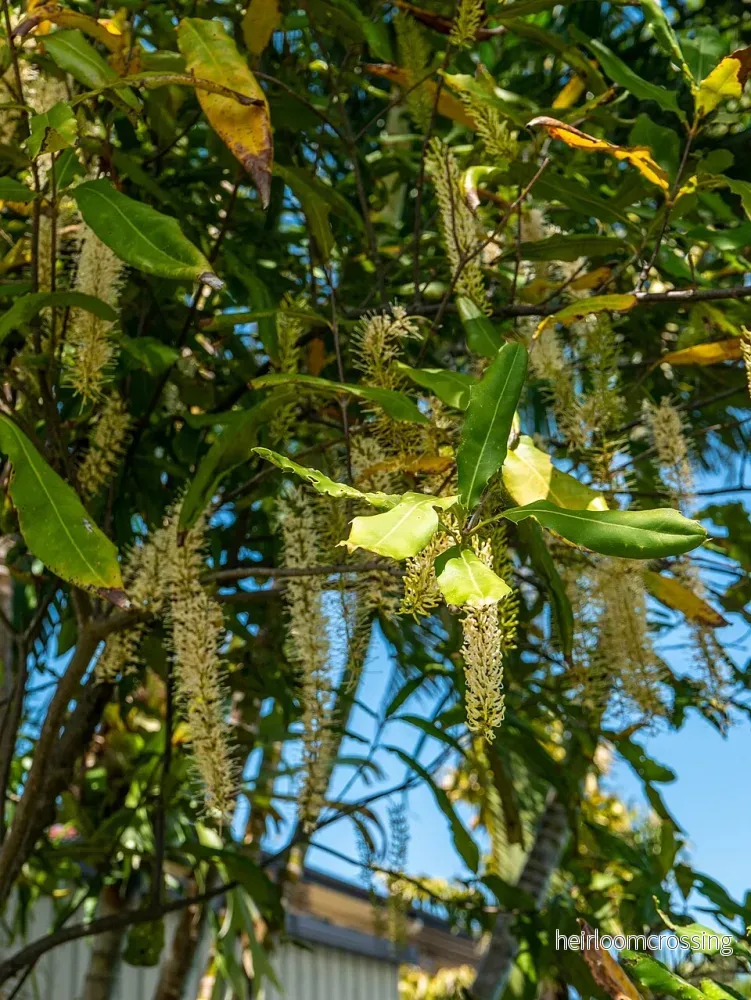 Macadamianöt (Macadamia integrifolia) | växt - Bild 2