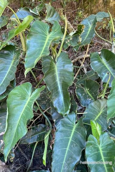Filodendron (Philodendron brenesii) | frö, 10 st. Filodendron (Philodendron brenesii) | frö, 10 st.