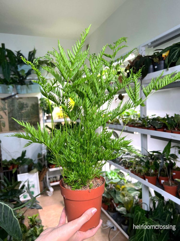 Pteris dentata - Bild 3
