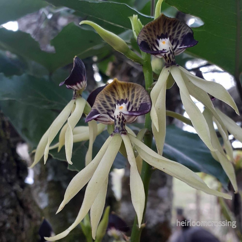 Prosthechea cochleata 'Bläckfiskorkidé' - Bild 3