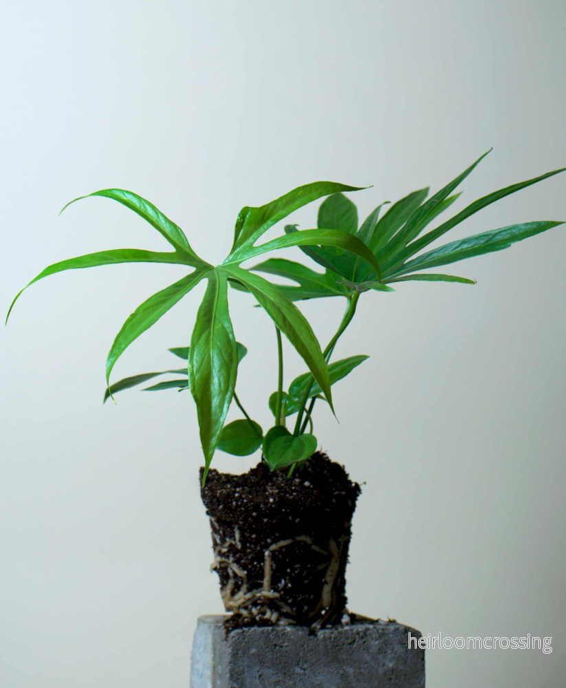 Anthurium pedatoradiatum Anthurium pedatoradiatum