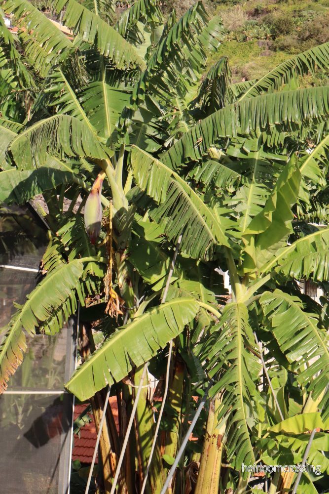 Bananplanta 'Blue Java' | Ätbar - Bild 3