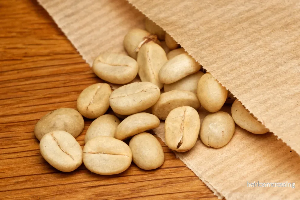 Dvärgkaffeträd (Coffea arabica "Caturra") | frön, 10 st. - Bild 2