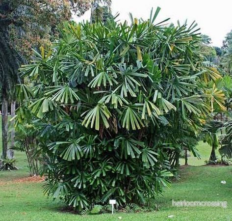 Mangrovefanpalm (Licuala spinosa) | frön, 10 st.