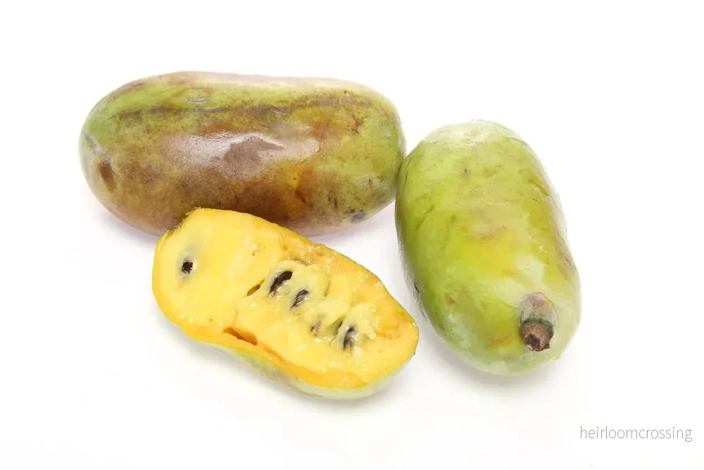 Tass (Asimina triloba) | växt - Bild 3