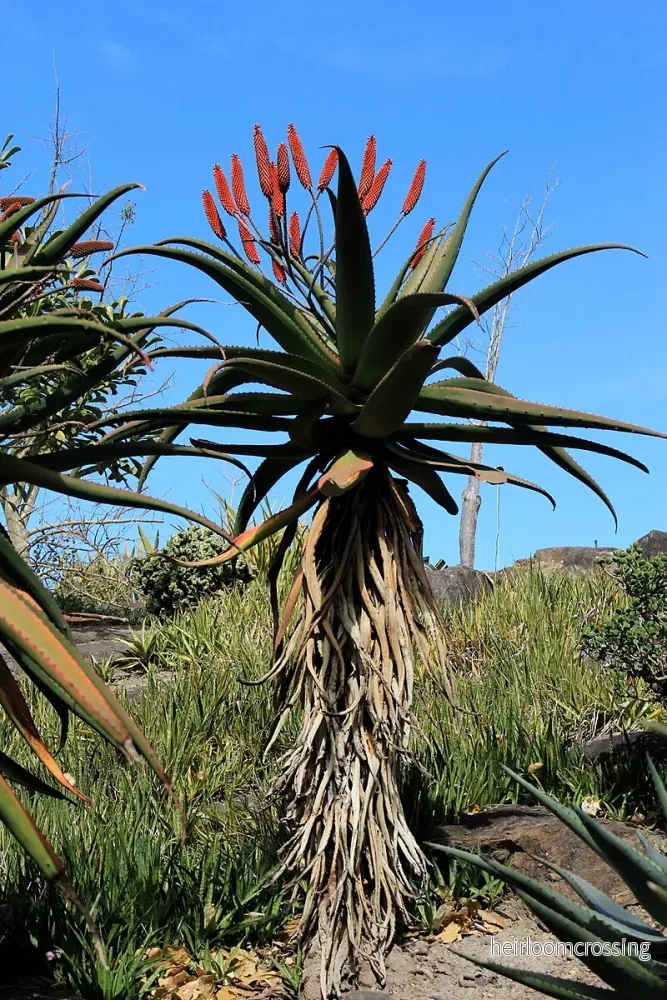 Zimbabwe Aloe (Aloe excelsa) | frön, 20 st. - Bild 3