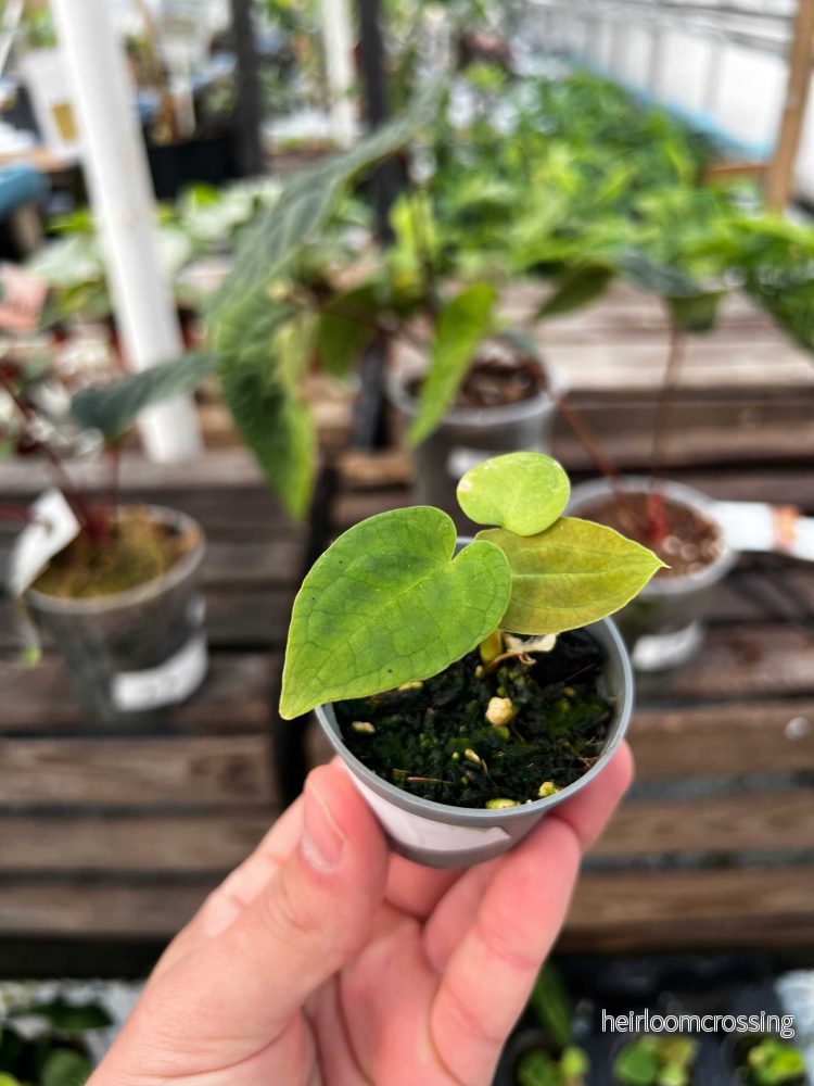 Anthurium Forgetii