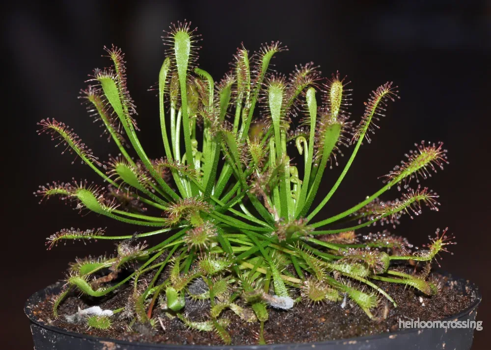 Liten sileshår (Drosera intermedia) | frön, 20 st.