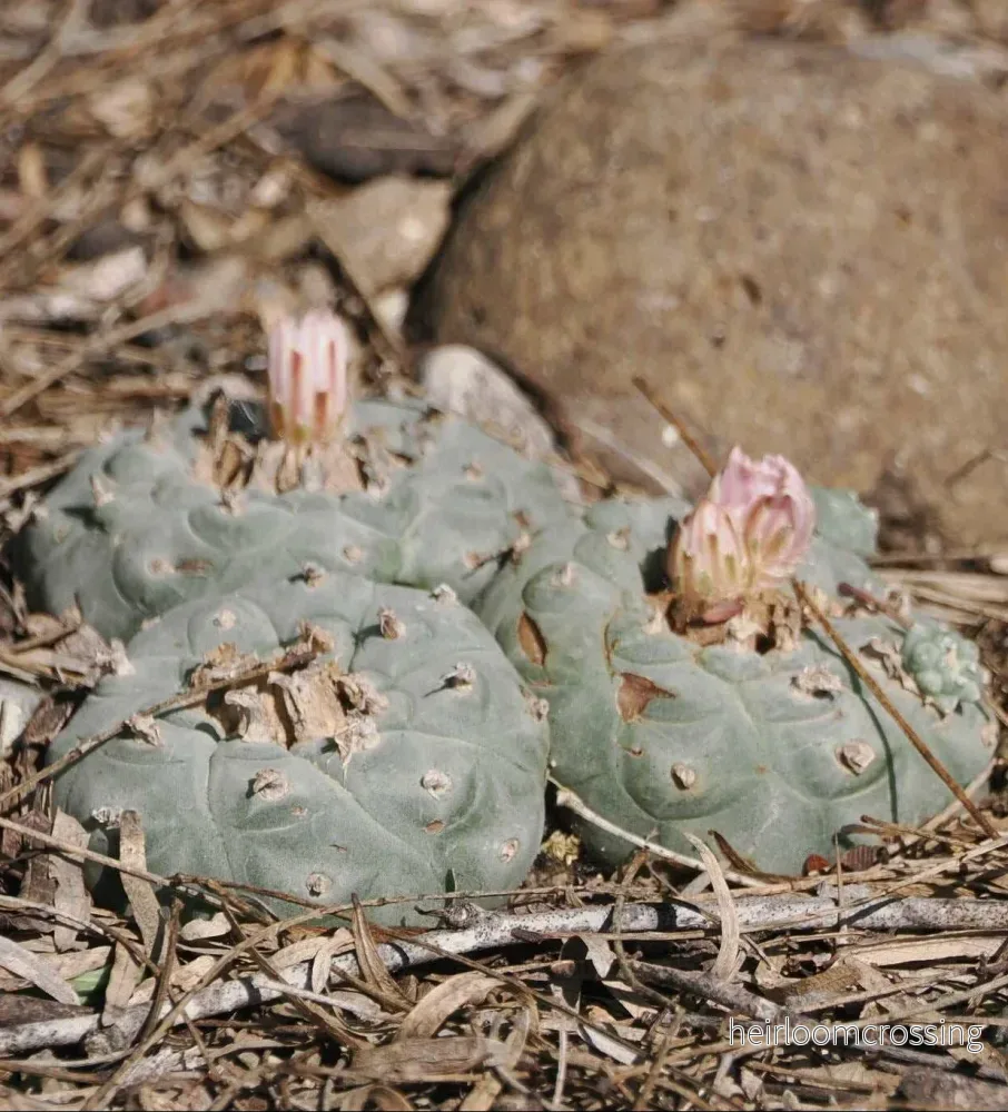 Lophophora williamsii | Peyote